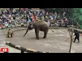 Download Lagu Taman safari II Prigen Pasuruan/Pertunjukan gajah yang keren!!!