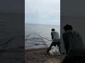 Download Lagu Teknik tarik jaring ikan di pesisir pantai #shorts #ikan  #fish  #nelayan  #fisherman