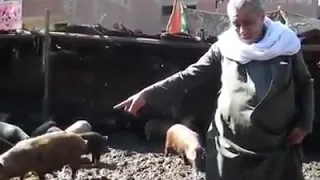 تاجر خنازير   مطاعم مصر بالكامل بتقدم للزباين لحم خنزير دندنها