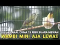 Lagu DILUAR AKAL SEHAT || BURUNG RECEH HARGA 15 RIBUAN GACORNYA BISA BEGINI WAMBI AJA LEWAT