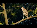 Download Lagu Bird Sounds ~ Black-crowned Night Heron (Nycticorax nycticorax)