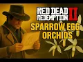 Red Dead Redemption 2 - Sparrow Egg Orchids All Locations Exotics Request 5