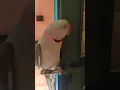 Download Lagu Paros wali aunty😂😂😂#short #parrot