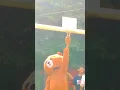 gangster teddy bear tiktok funny s