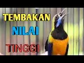 Download Lagu 🔴TEMBAKAN NILAI TINGGI ❗❗FULL TEMBAKAN CUCAK CUNGKOK DURASI PANJANG SUARA JERNIH