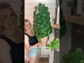 Lagu Pilea Peperomioides (AKA Chinese Money Plant)🌱
