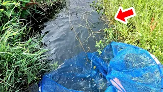 アフリカ産の外来魚が大繁殖している温排水を巨大網で塞いで一網打尽にする