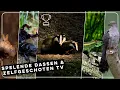 Download Lagu Spelende dassen, koekoek en vechtende vliegende herten | Zelf Geschoten | Vroege Vogels