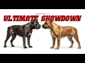 Ultimate Showdown Cane Corso vs Boerboel