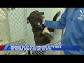 Roanoke Valley SPCA honoring Betty White by raising money for shelter pets