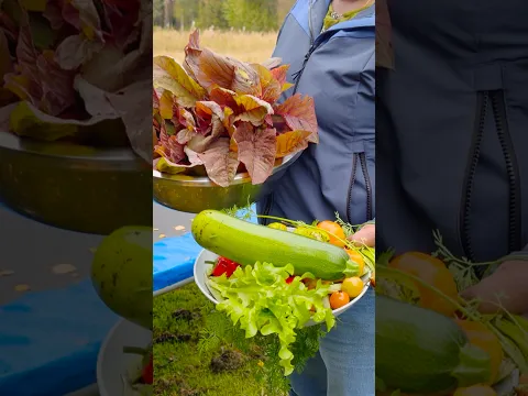 🥰🥕തണുപ്പിന് മുന്നേ എല്ലാം വിളവെടുക്കണം  | harvest #mallusinfinland #familyvlog #harvest