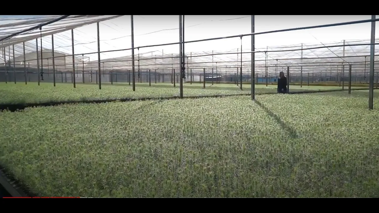 Agro, Saúde e Cooperação - produção sustentável de madeira proporciona vantagem competitiva à SC