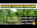 Download Lagu JARAK MENANAM PINANG TERYATA BEGINI