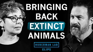 How Science Is Bringing Extinct Animals Back to Life | Dr. Beth Shapiro & Dr. Andrew Huberman