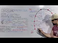Peroxisome Structure and Functions of Peroxisome Detailed Series
