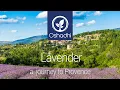 Lagu Lavender - A Journey to Provence | Essential-Oil-Plant Portrait by Dr. Malte Hozzel