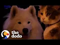 Download Lagu Huge Fluffy Dog With Longtime Cat Obsession Finally Gets His Own | The Dodo