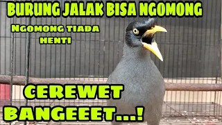 burung jalak kebo bisa ngomong assalamualaikum batuk dan ngomong halo cewek