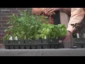 Proctor s Garden Comparing different types of basil
