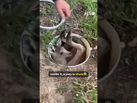 A joey goes head first down a drain, and a man reaches in 🦘❤️  #KangarooRescue #WildlifeRescue