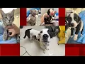 A St Louis Co animal shelter asks for help after 40 animals rescued in a day