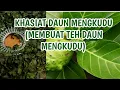Lagu KHASIAT DAUN MENGKUDU - MEMBUAT TEH MENGKUDU