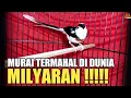 Download Lagu 10 MURAI BATU TERMAHAL DI DUNIA ! BUSET MILYARAN