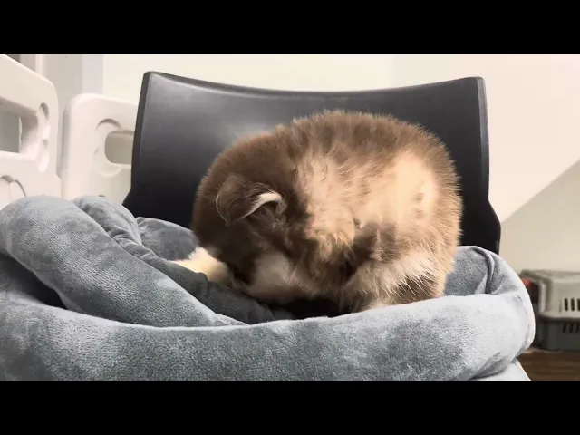 動画