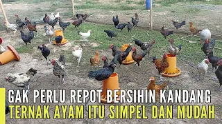 a simple way to raise chickens without the hassle of cleaning the coop every day