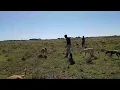 Download Lagu African hunting greyhound vs rabbit