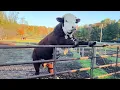 The Funniest ANIMALS of 2026 So Far NEW Funny Animal s