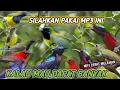 Lagu suara pikat burung kecil semua jenis burung Kolibri anti zonk