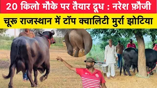 20 किलो मौके पर तैयार दूध : नरेश फ़ौजी | चूरू राजस्थान में टॉप क्वालिटी मुर्रा झोटिया