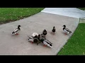 Bird Eats Ducks