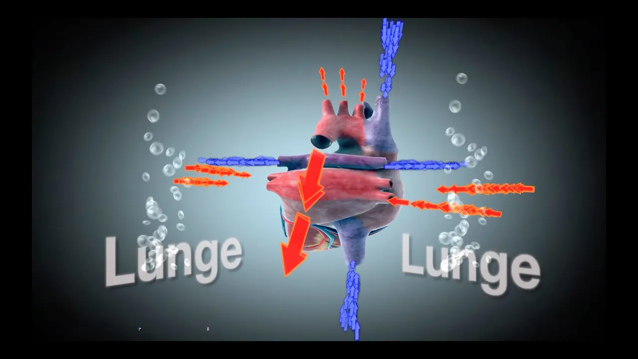 1 Herzinsuffizienz - Unser Herz als Wasserwerk unseres Körpers