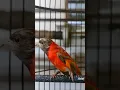 Suara Burung Red Siskin Dilute Gacor Untuk Mansteran #002