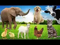 Download Lagu Adorable Animal Sounds Compilation – Hippo, Arctic Fox, Pig, Rooster, Sheep, Kitten, Dog, Tiger