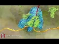 mRNA Translation Advanced
