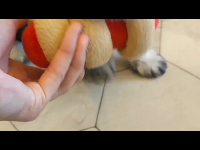 動画
