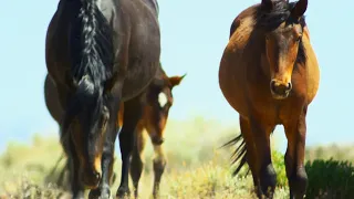 Brutal Stallion Mating Fight 4K U Planet Earth II BBC Earth