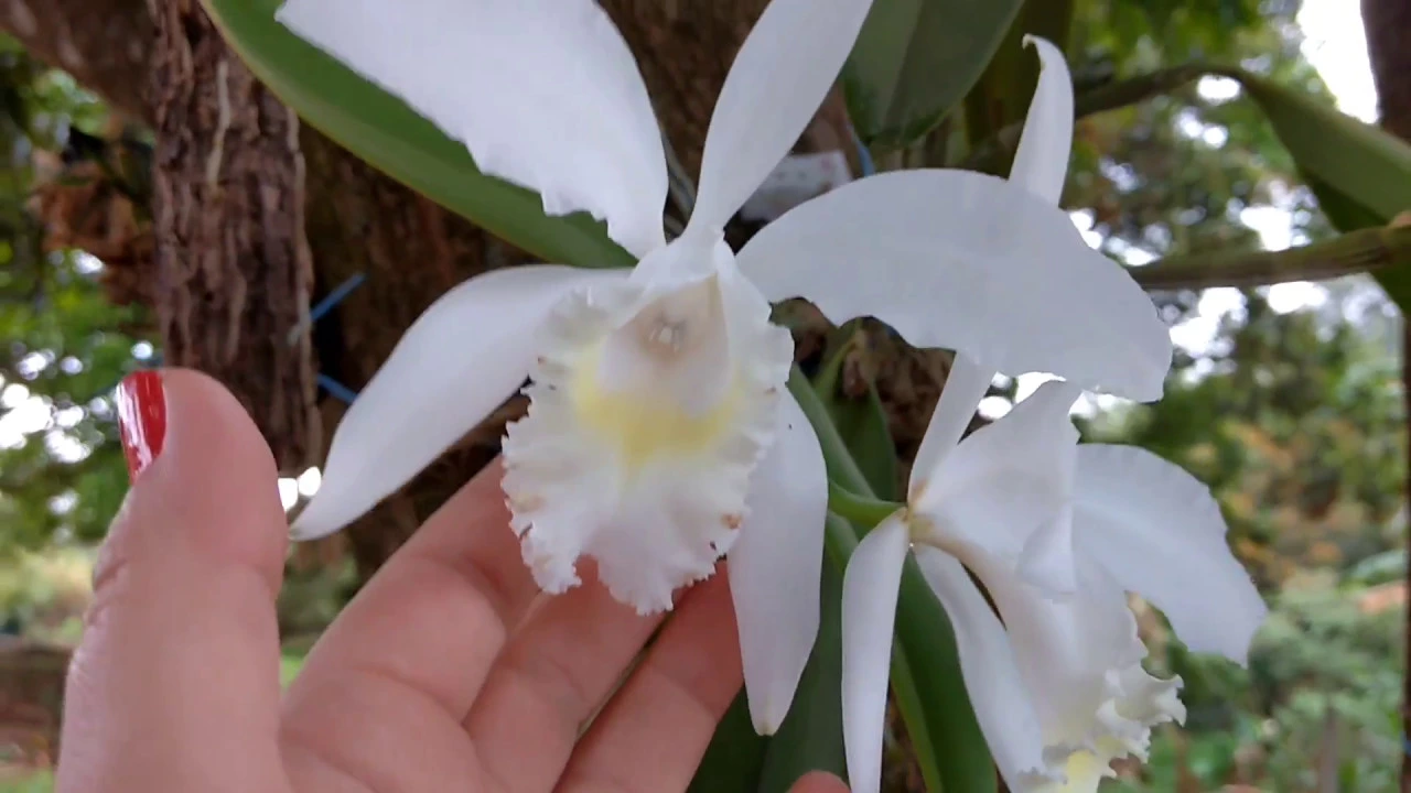 ORQUÍDEA CATTLEYA EPIDENDRUM ASSUNTO URGENTE
