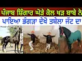 Lagu ਪੰਜਾਬ ਸ਼ਿੰਗਾਰ ਘੋੜੇ ਕੋਲ ਖੜ ਬਾਈ ਖੇੜੀ ਵਾਲੇ ਨੇ ਪਾਇਆ ਭੰਗੜਾ ਦੇਖੋ ਤਬੇਲਾ ਜੱਟ ਦਾ - spmediapunjab