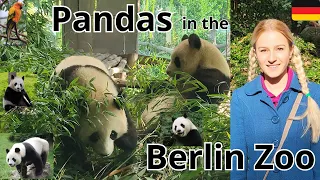 Download Cute Pandas in the Berlin Zoo, Germany MP3