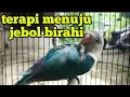Download Lagu Masteran lovebird jantan birahi untuk terapi jebol birahi lovebird betina
