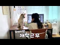 Download Lagu 강아지랑 사는 1인가구 직장인의 재택근무 day