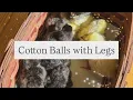 Adorable Ayam Cemani Ermine Ameraucana and one Zombie Chicks