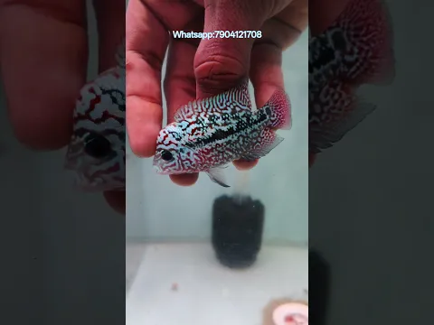 Natural “R” Mark on This Flowerhorn! | Vastu Fish with an “R” on Its Cheek 😱🔥