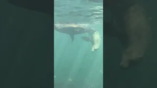 Just chillin’ with some California Sea Lions. #adventure #california #lajolla #sandiego #snorkeling