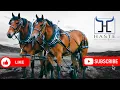 Download Lagu What Happens When You Mix 2 Draft Horse Breeds?