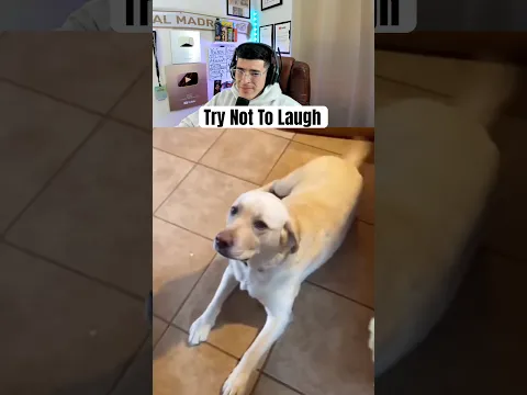 Try Not To Laugh Challenge - Part 77 #shorts